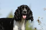 SPRINGER SPANIEL 015